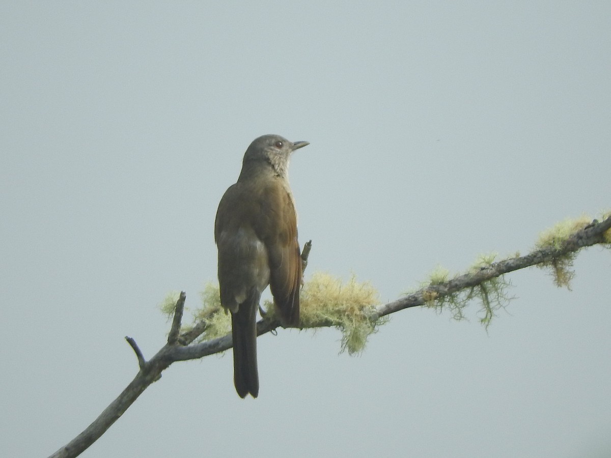 Pale-breasted Thrush - ML636926643