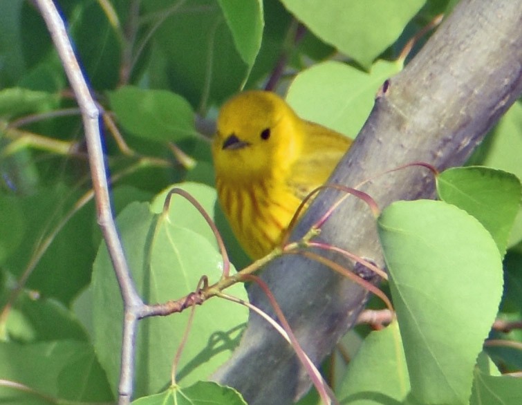 Northern Yellow Warbler - ML636926662