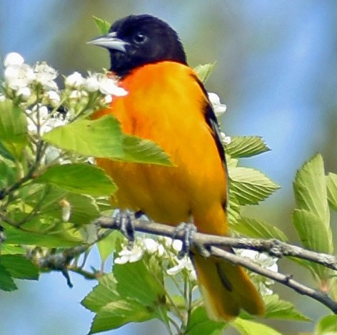 Baltimore Oriole - ML636926689