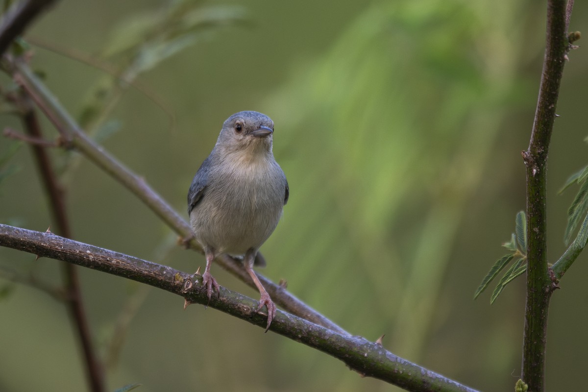 Bicolored Conebill - ML636926695