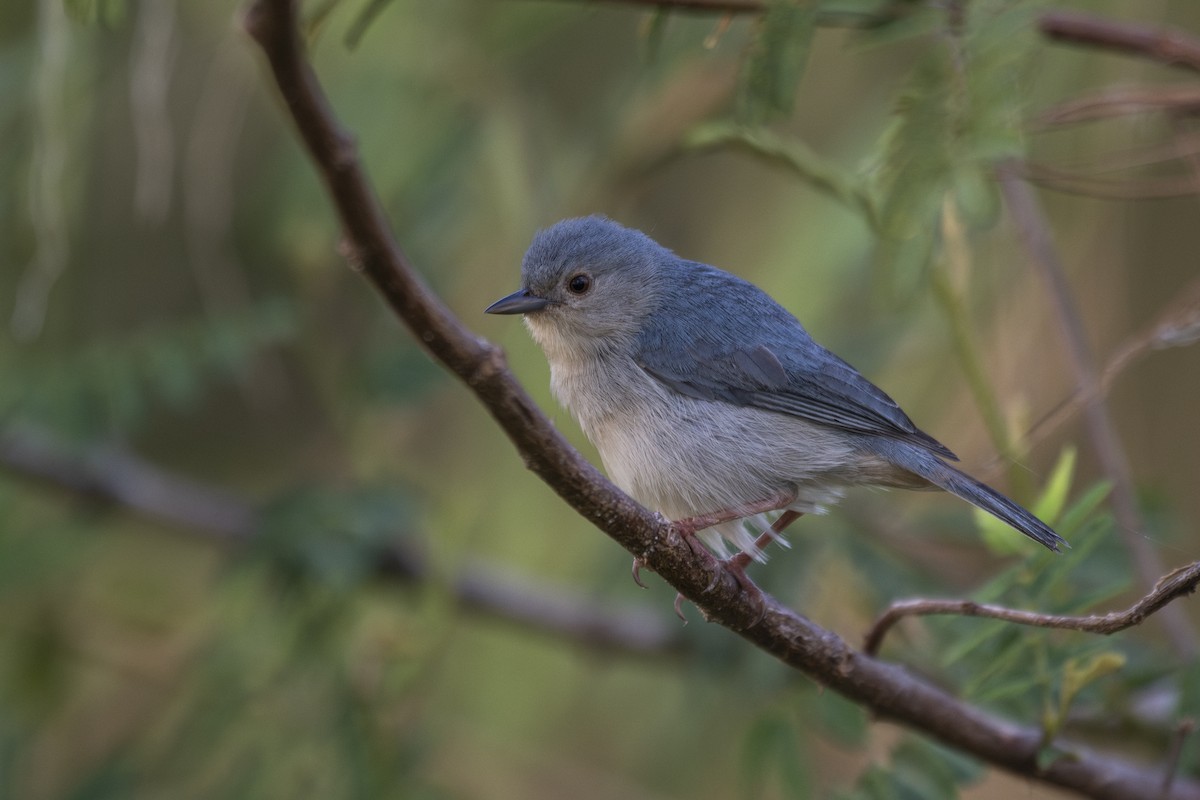 Bicolored Conebill - ML636926696