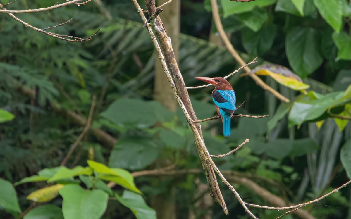 Brown-breasted Kingfisher - ML636926724