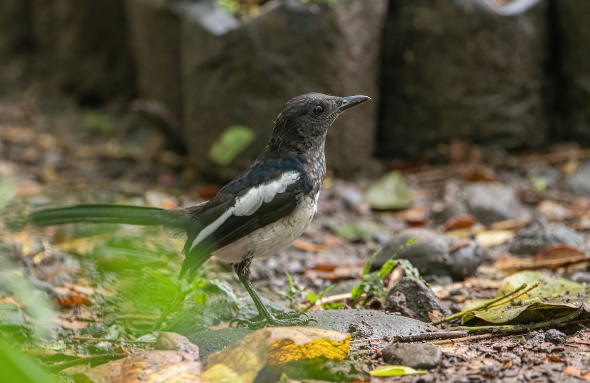 Philippine Magpie-Robin - ML636926734