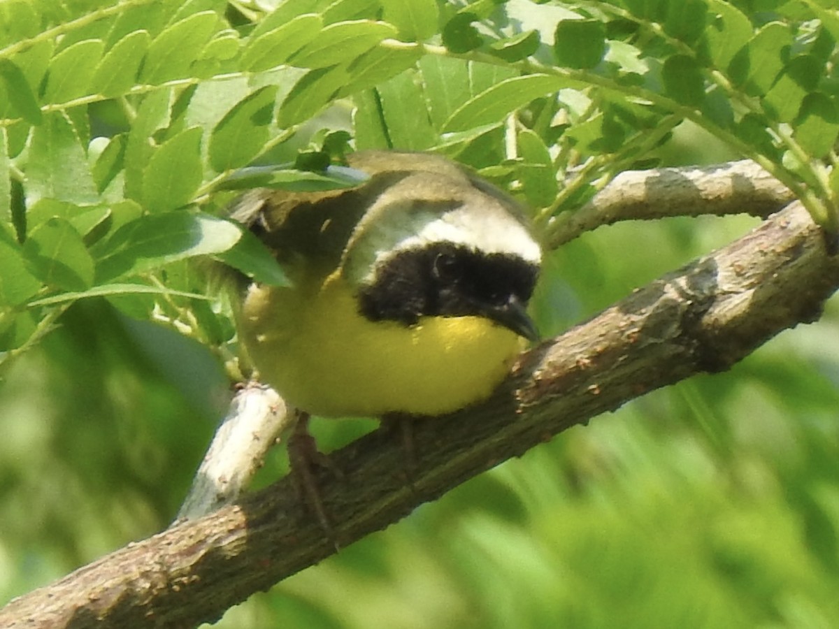 Common Yellowthroat - ML636926794