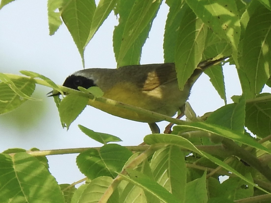 Common Yellowthroat - ML636926795
