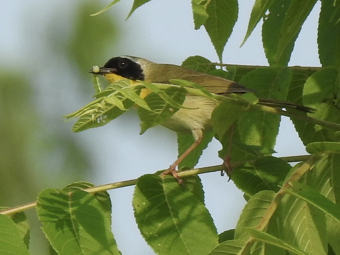 Common Yellowthroat - ML636926796
