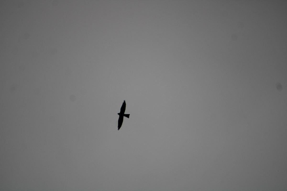 Mississippi Kite - ML636926809