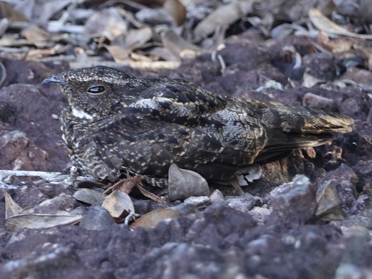 Blackish Nightjar - ML636927095