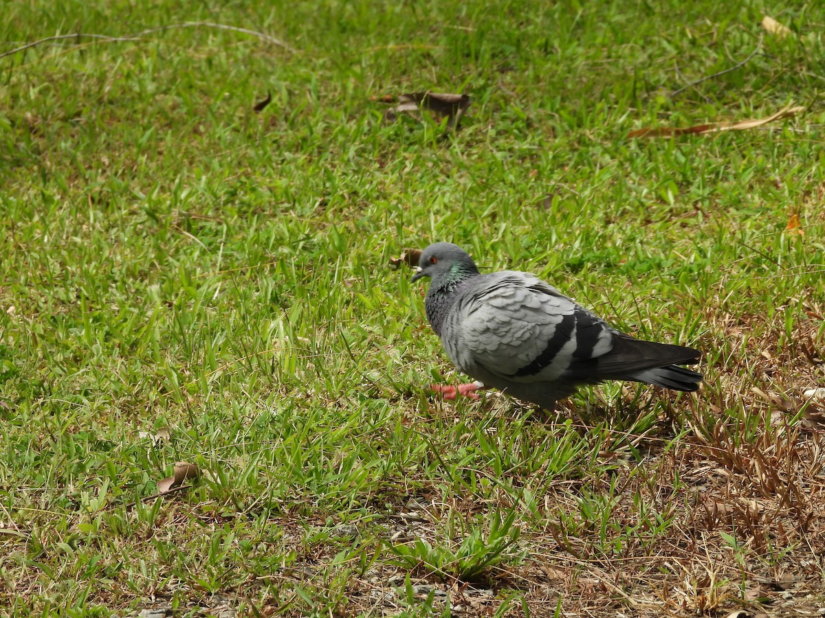 Rock Pigeon (Feral Pigeon) - ML636927114