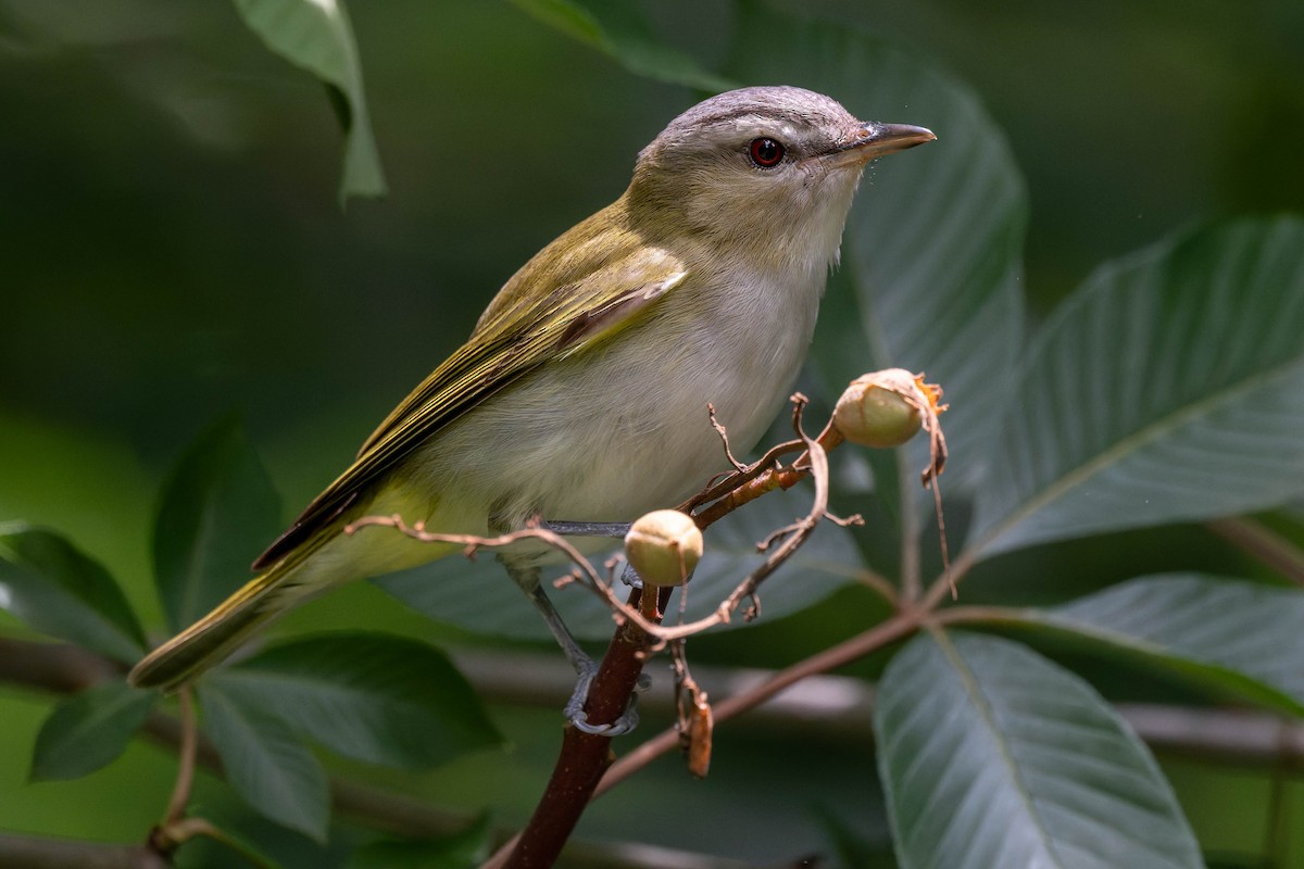Red-eyed Vireo - ML636927174