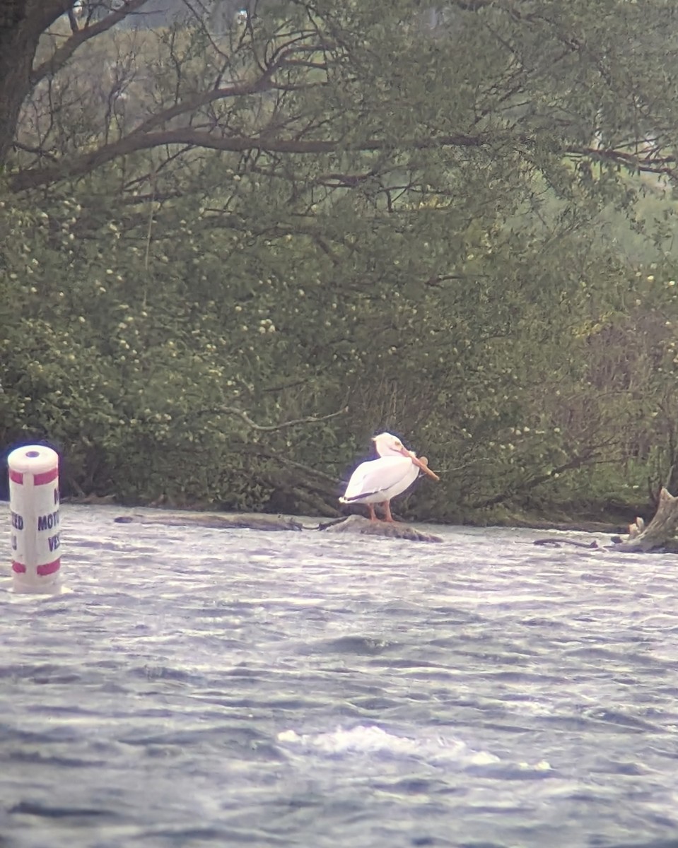 American White Pelican - ML636927193