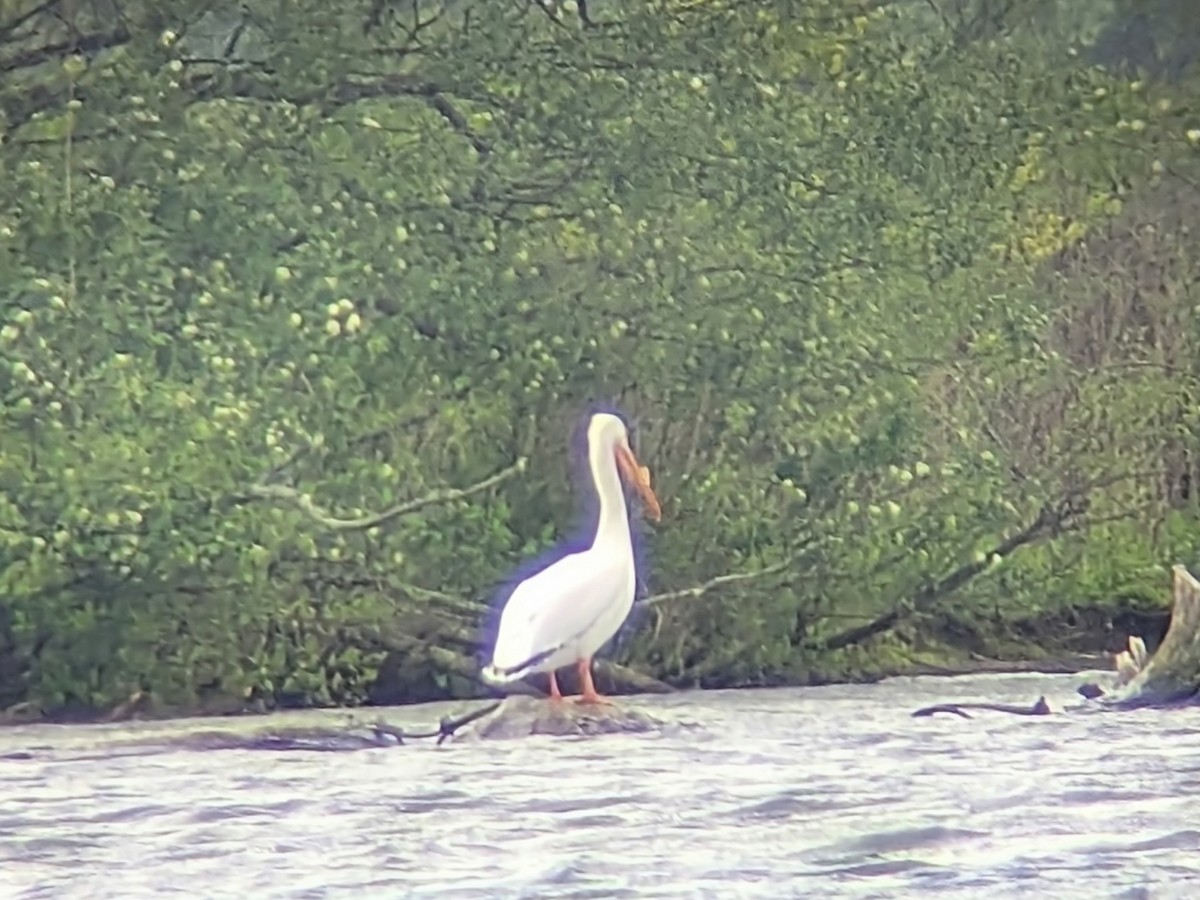 American White Pelican - ML636927194
