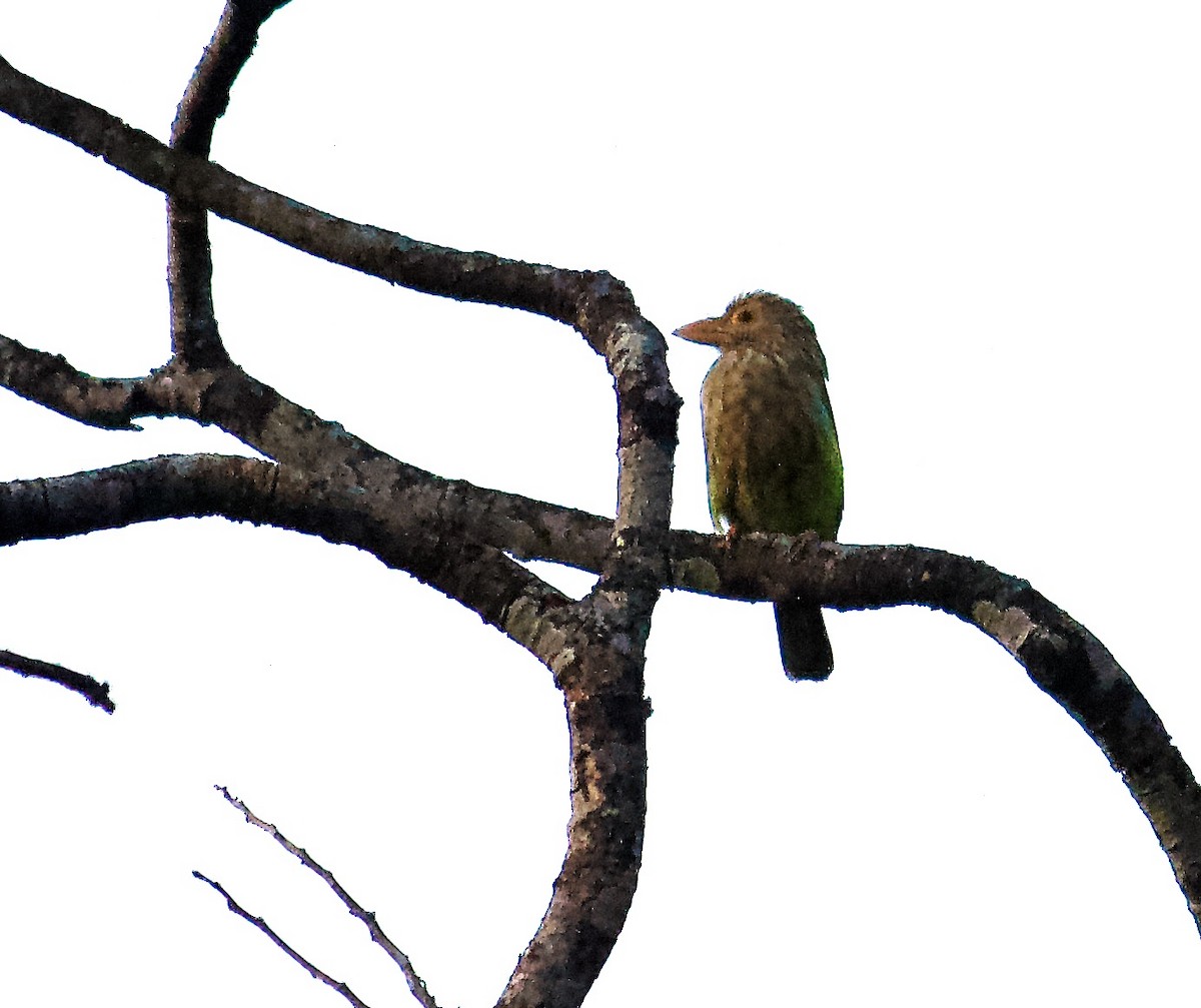 Lineated Barbet - ML636927227