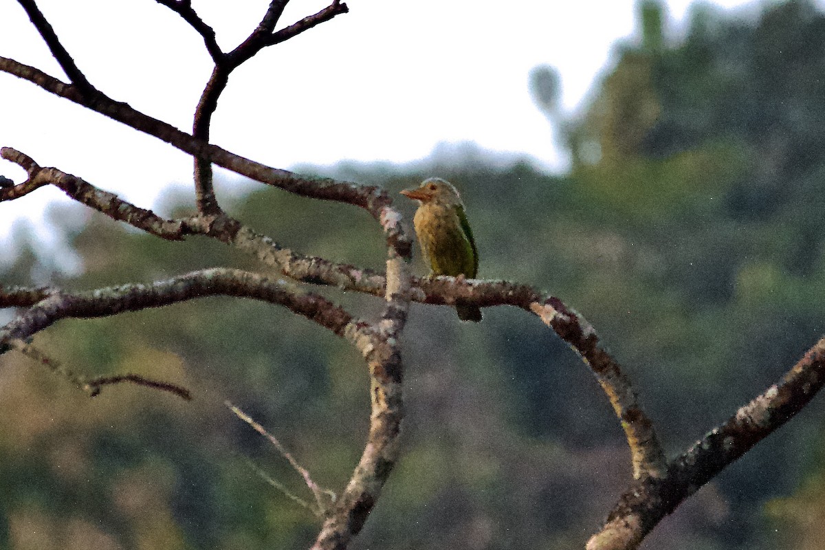 Lineated Barbet - ML636927228
