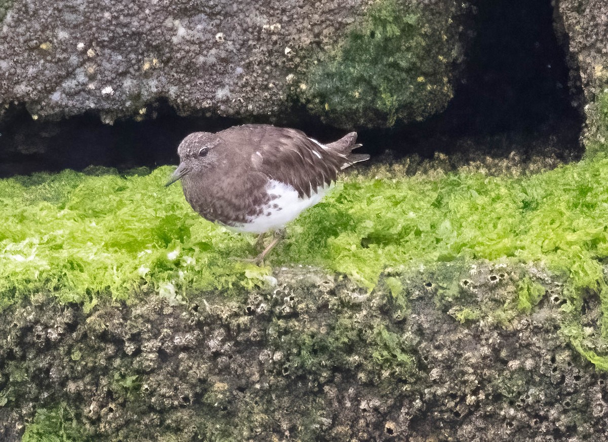Black Turnstone - ML636927280