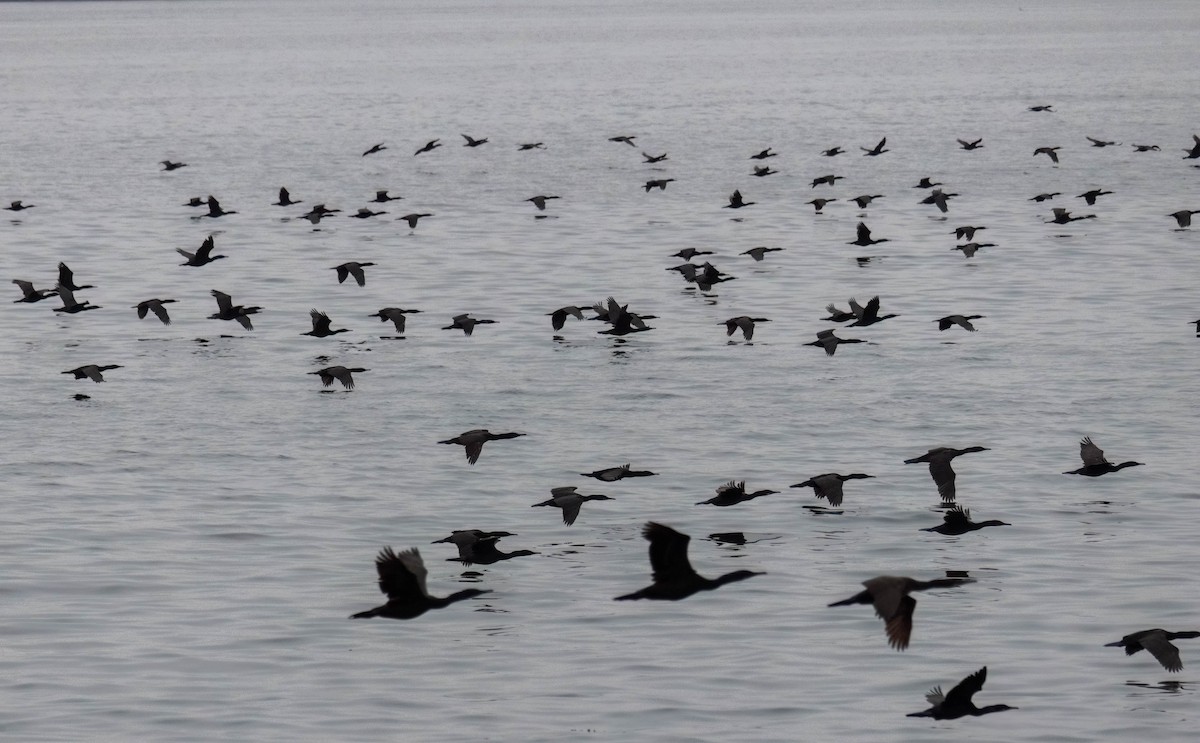 Brandt's Cormorant - ML636927334