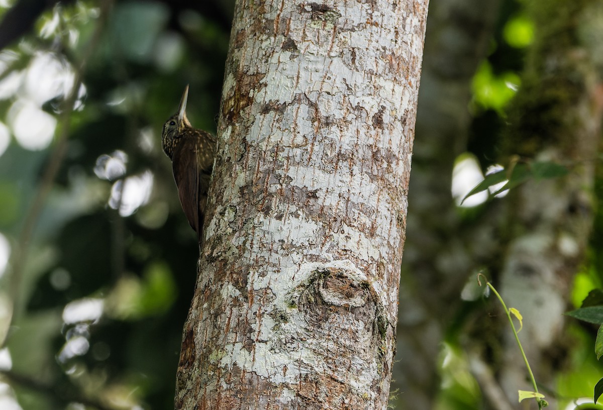 Olive-backed Woodcreeper - ML636927383