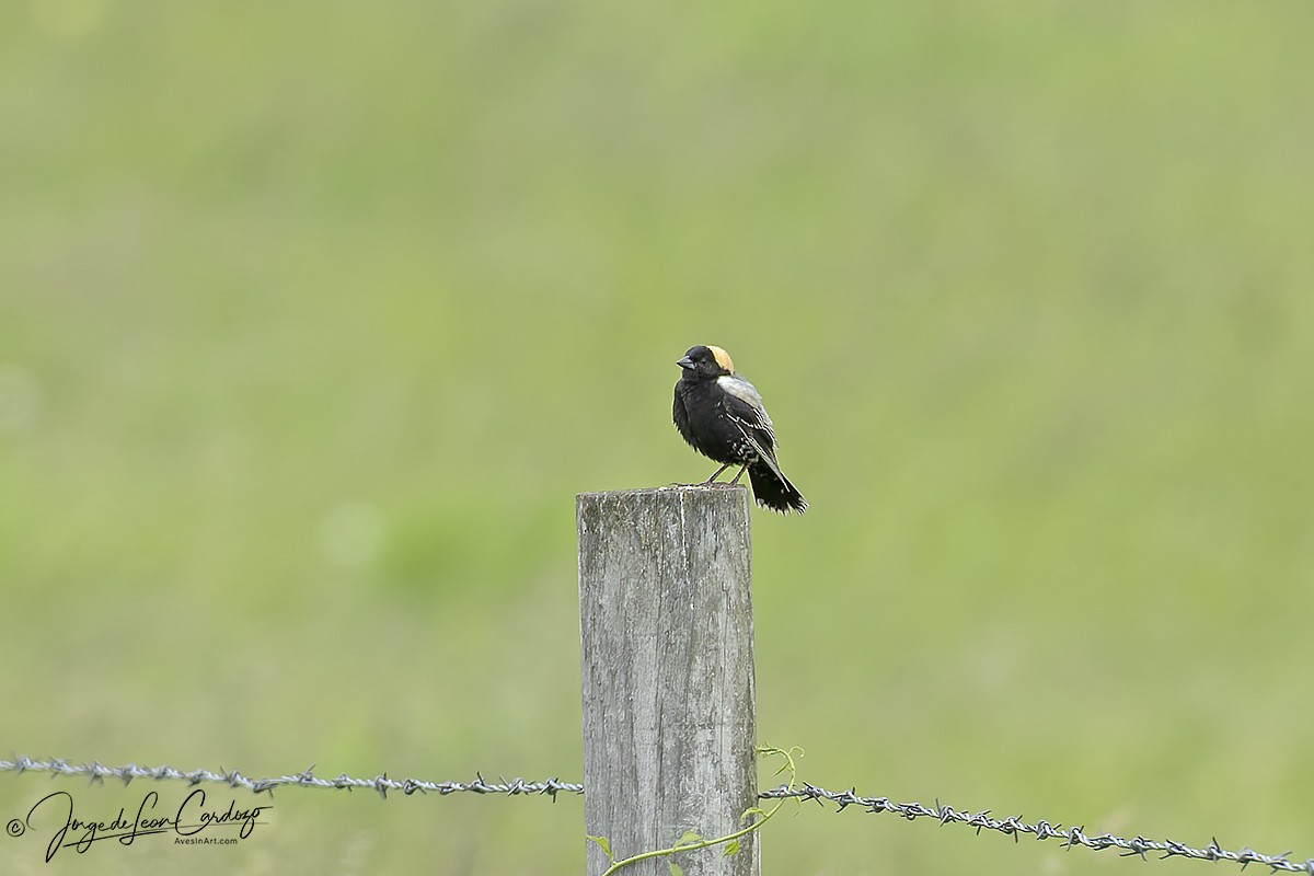 Bobolink - ML636927418