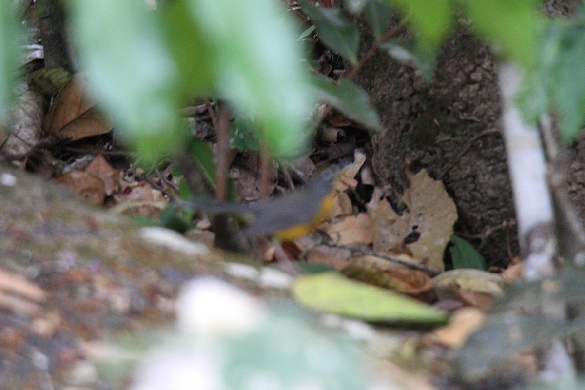 Fan-tailed Warbler - ML636927438