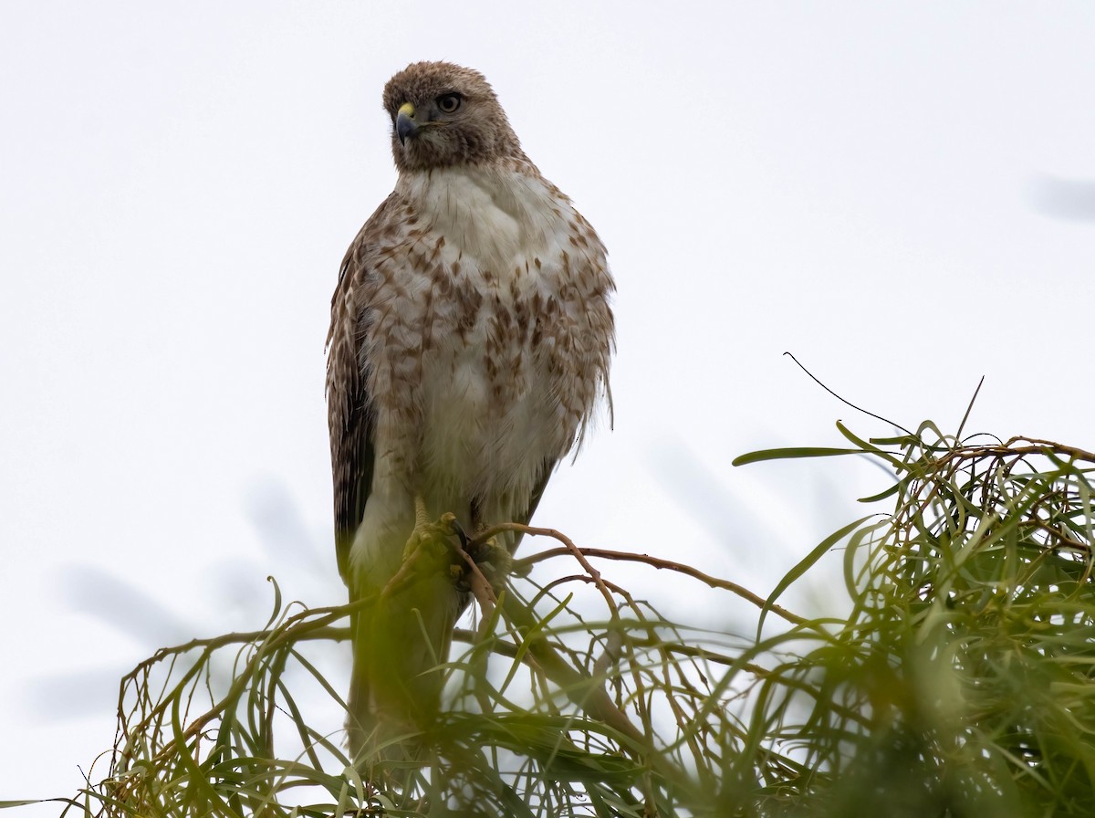 Red-tailed Hawk - ML636927459