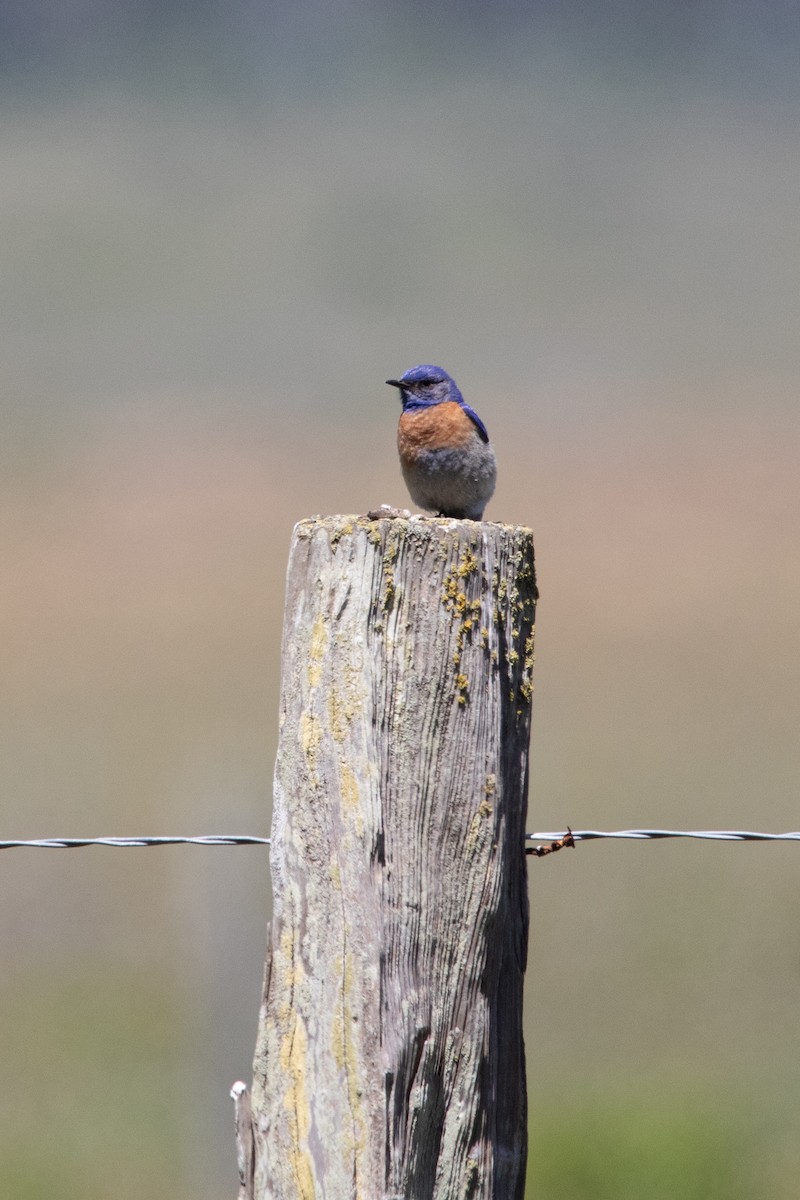 Western Bluebird - ML636927483