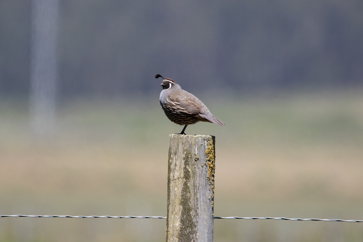 California Quail - ML636927487