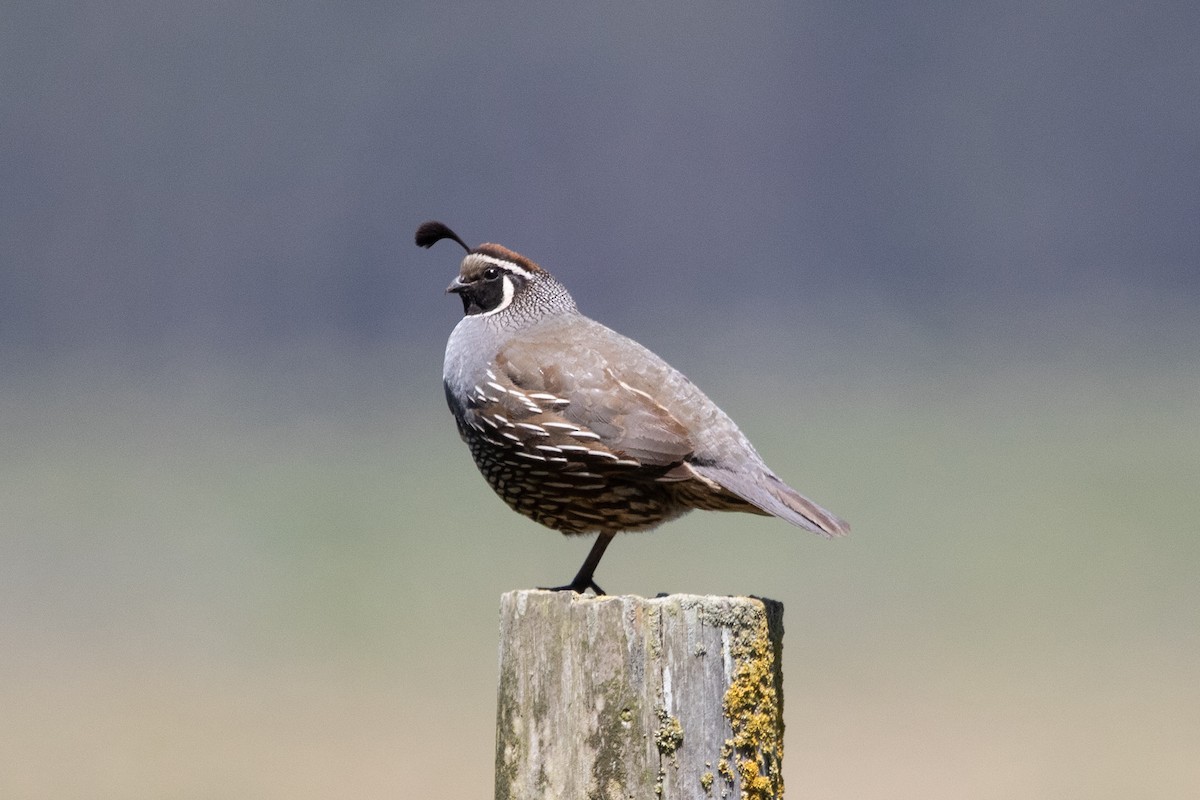 California Quail - ML636927488