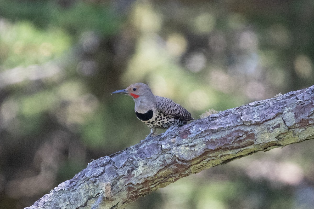 Northern Flicker - ML636927495