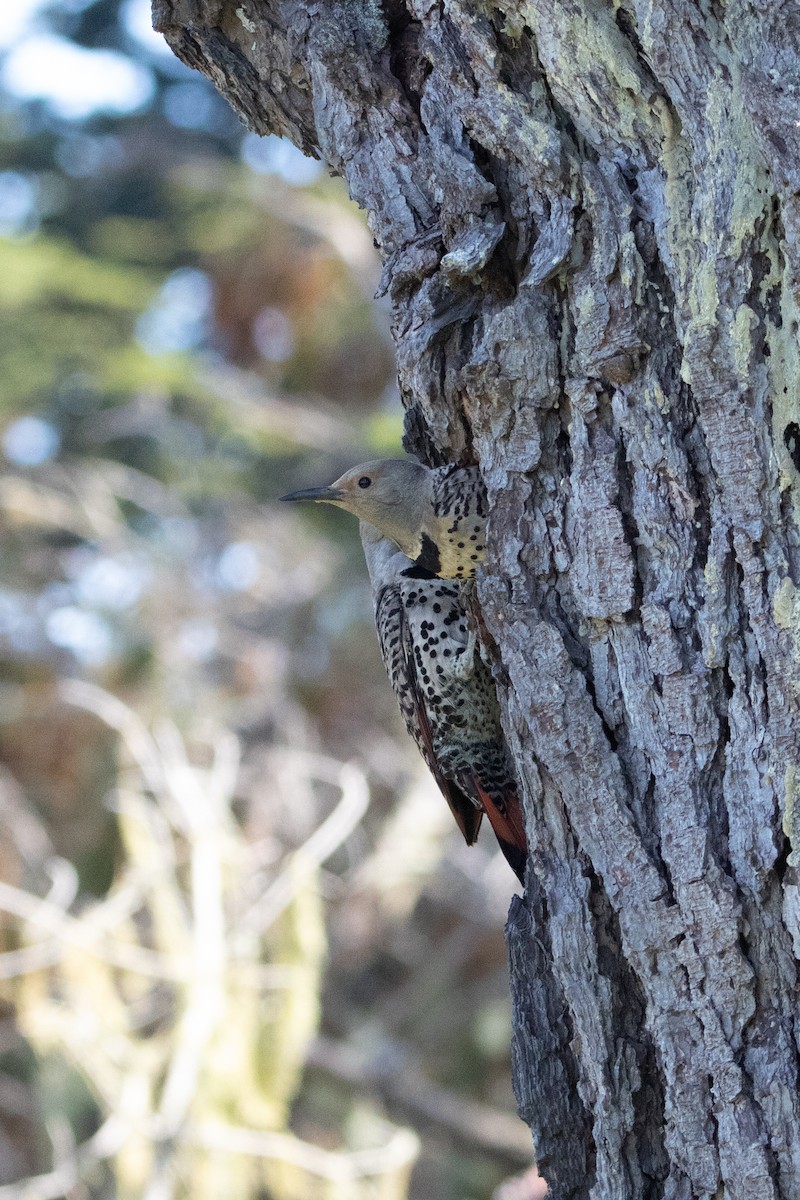 Northern Flicker - ML636927496
