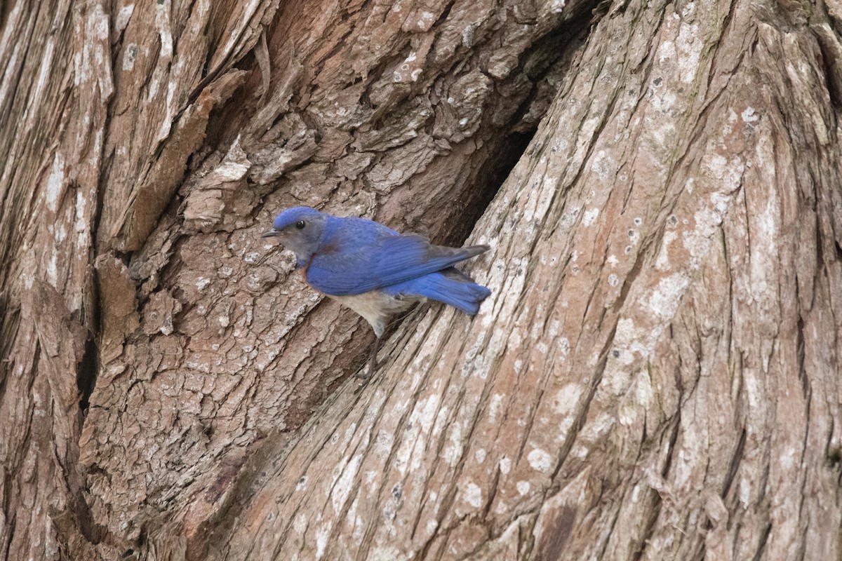 Western Bluebird - ML636927497