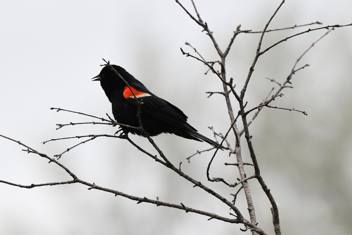 Red-winged Blackbird - ML636927533