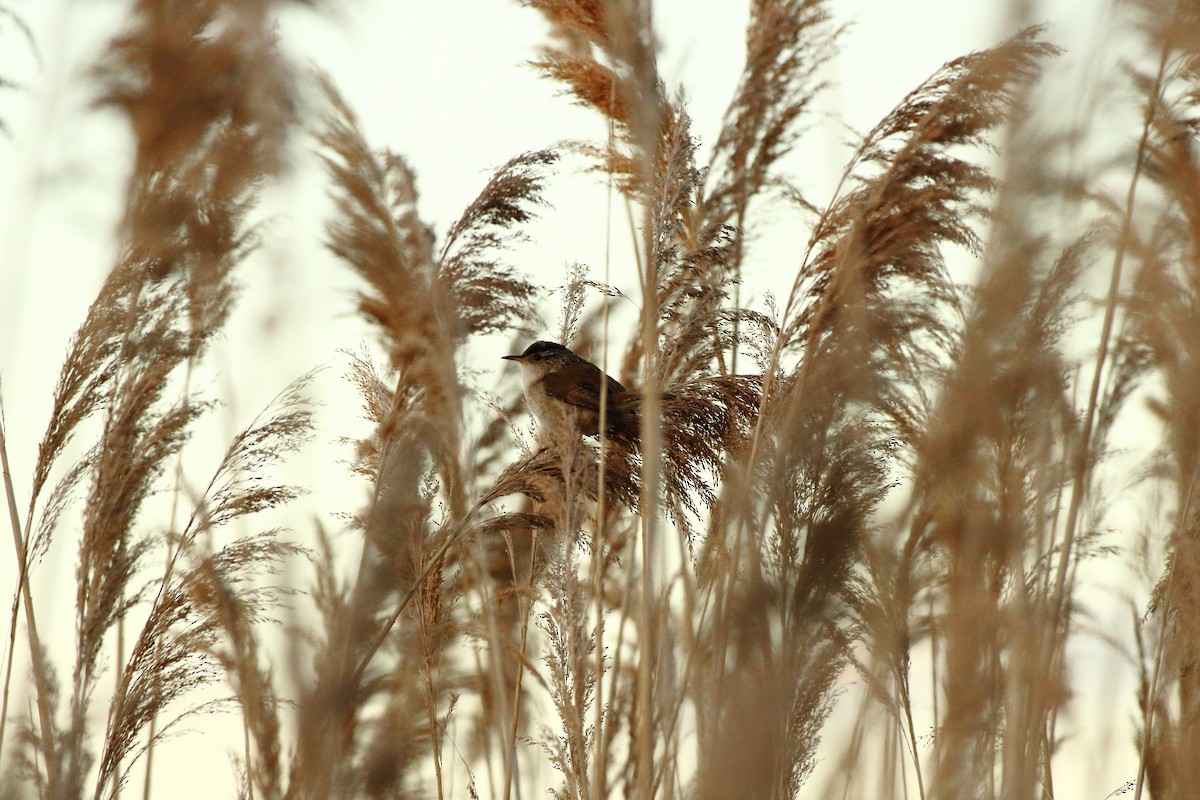 Marsh Wren - ML636927631