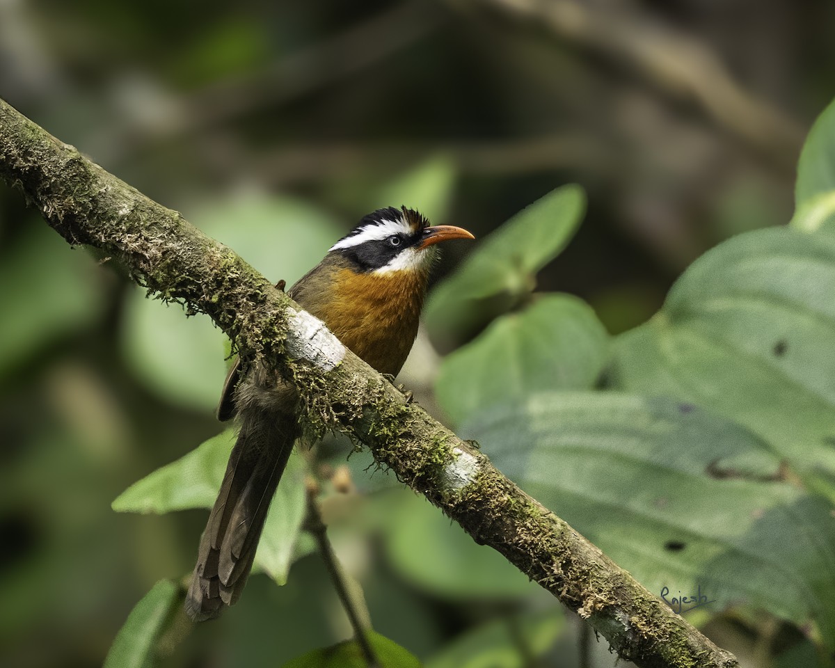 Black-crowned Scimitar-Babbler - ML636927633