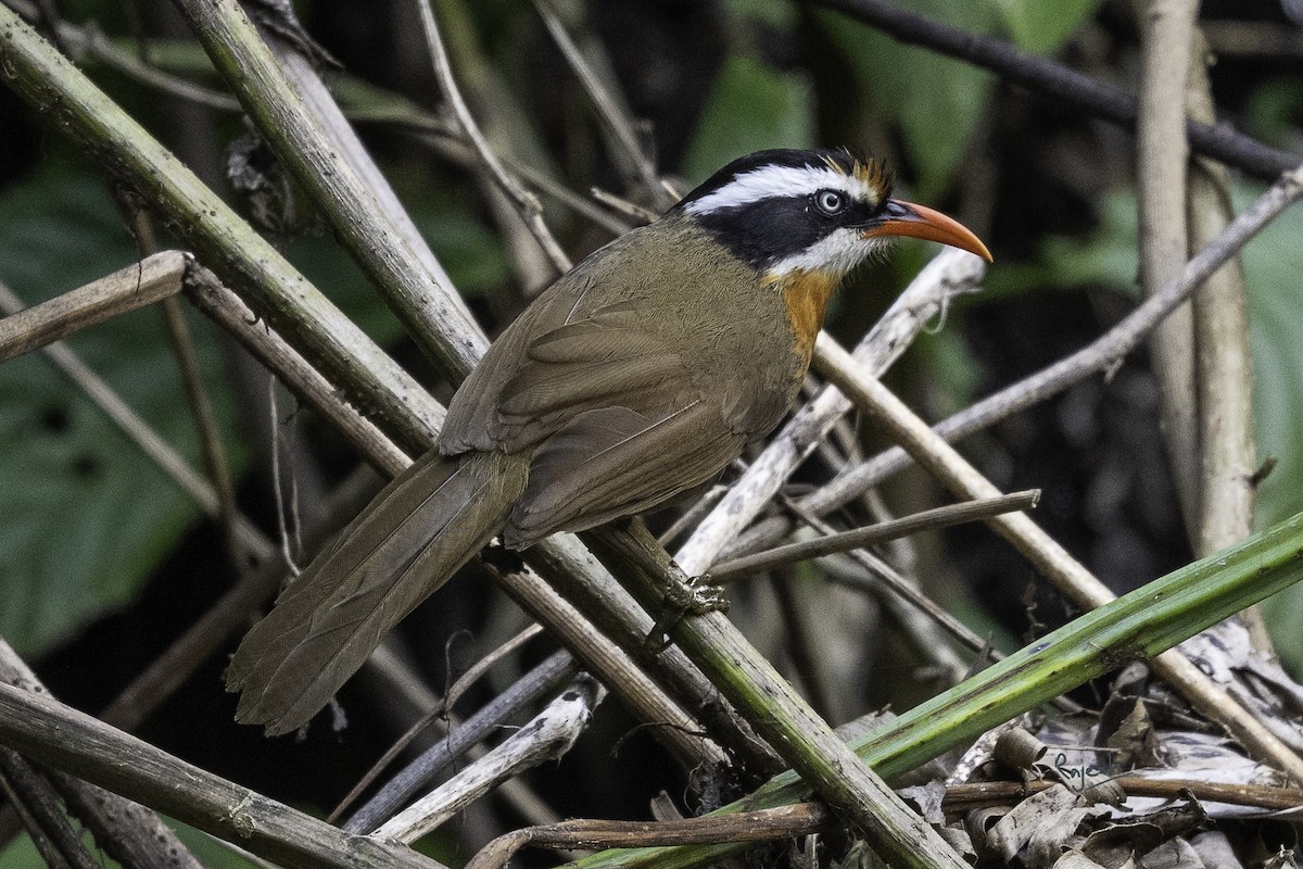 Black-crowned Scimitar-Babbler - ML636927634