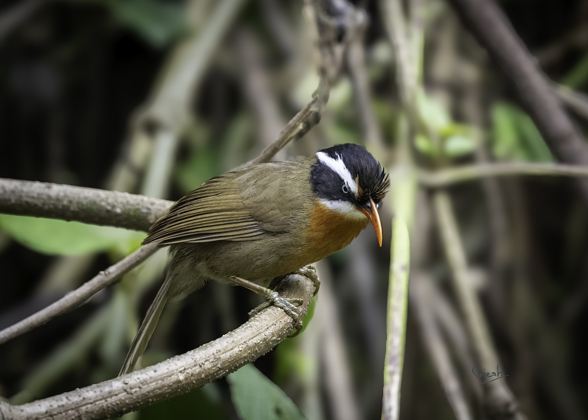 Black-crowned Scimitar-Babbler - ML636927637