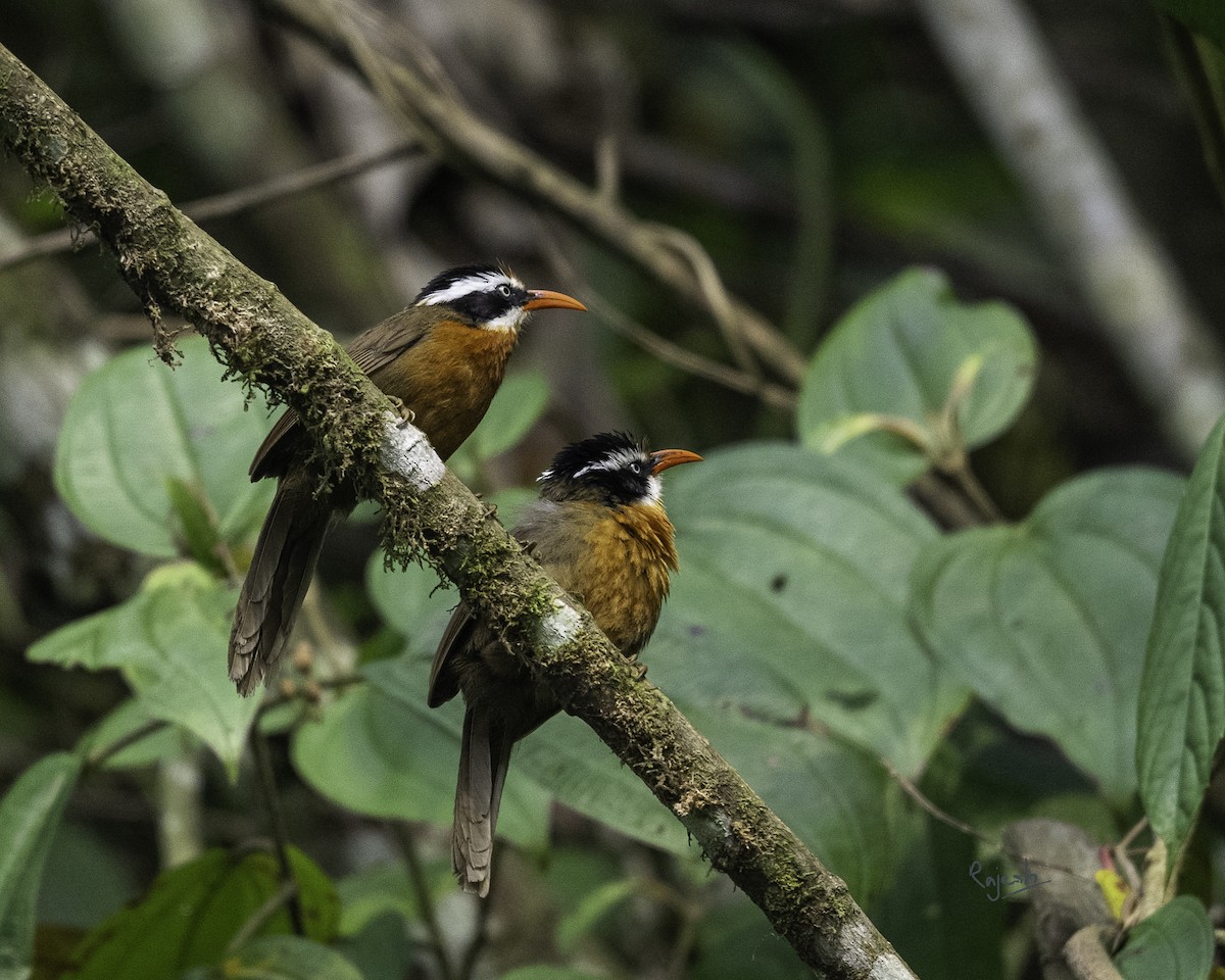 Black-crowned Scimitar-Babbler - ML636927639