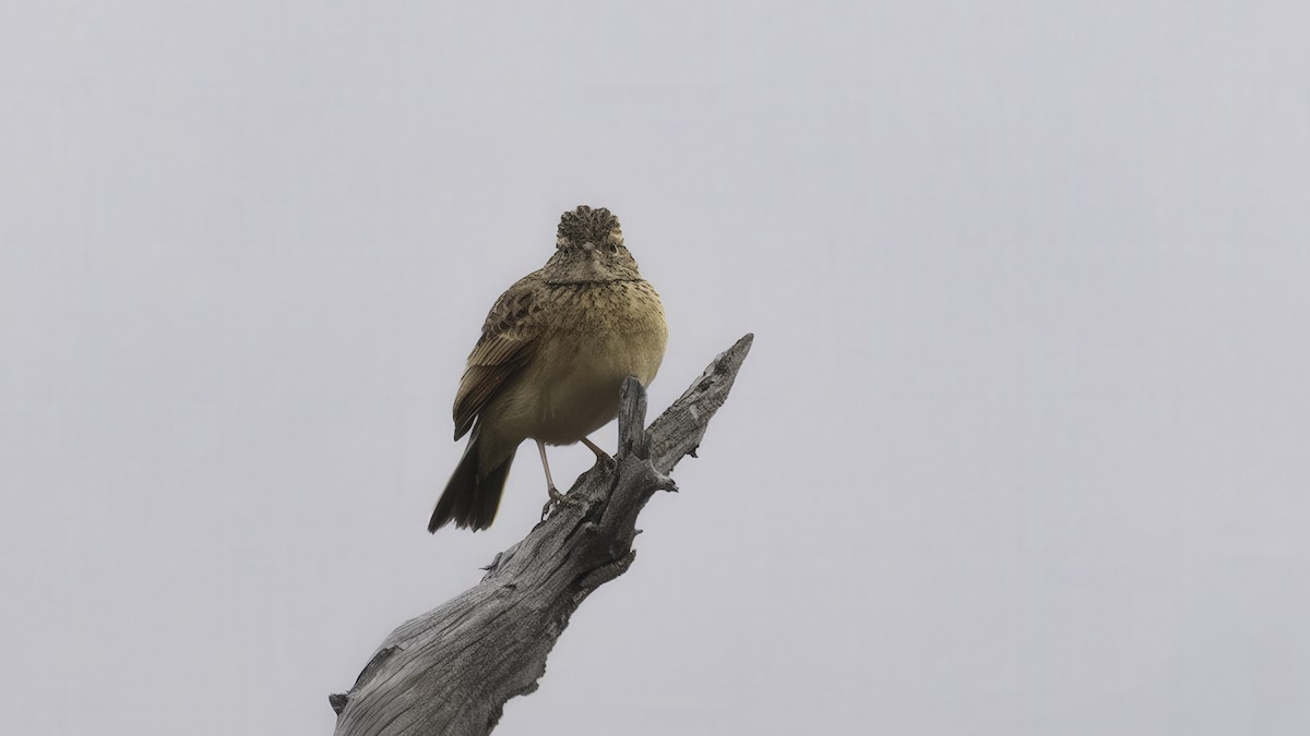 Rufous-naped Lark (Rufous-naped) - ML636927693