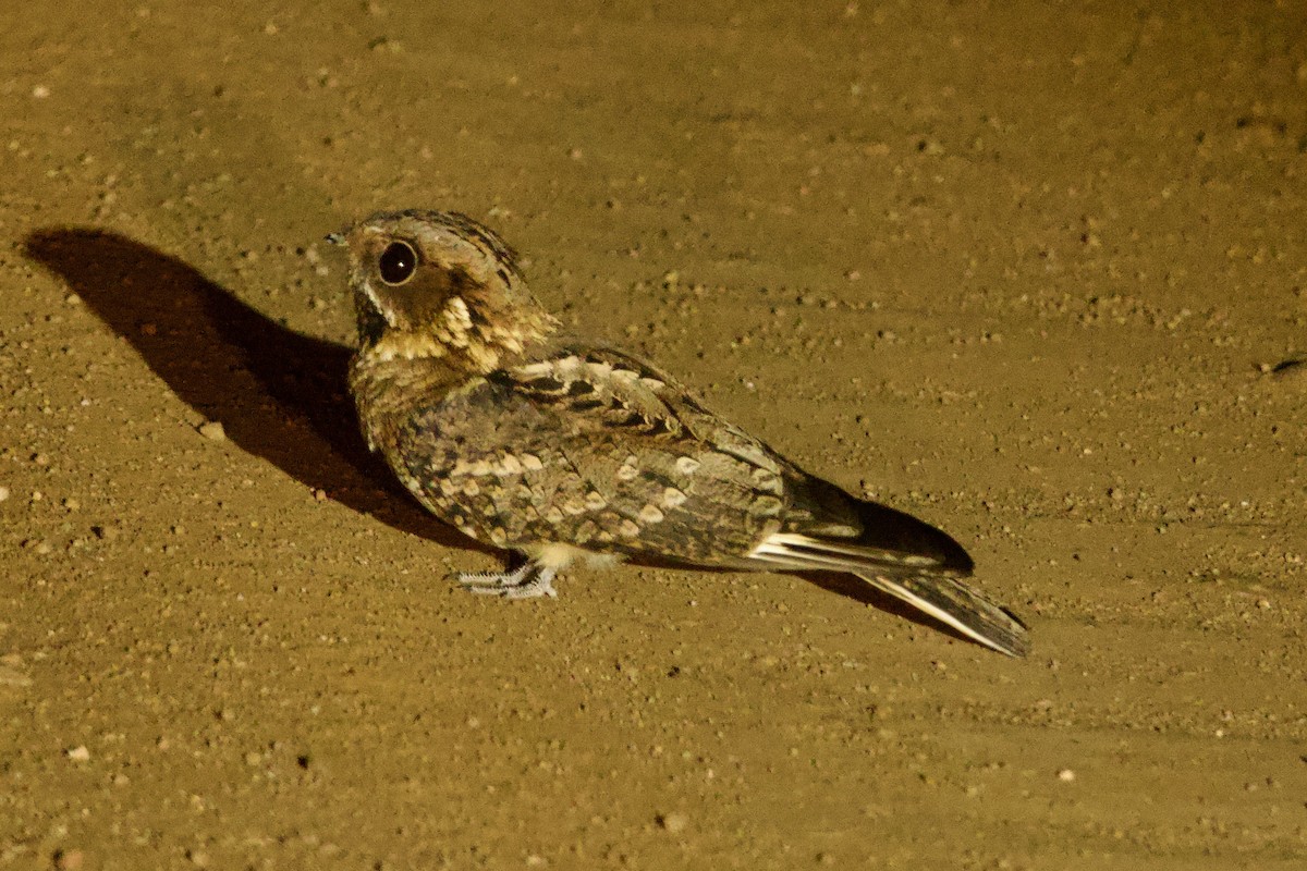 Fiery-necked Nightjar - ML636927700