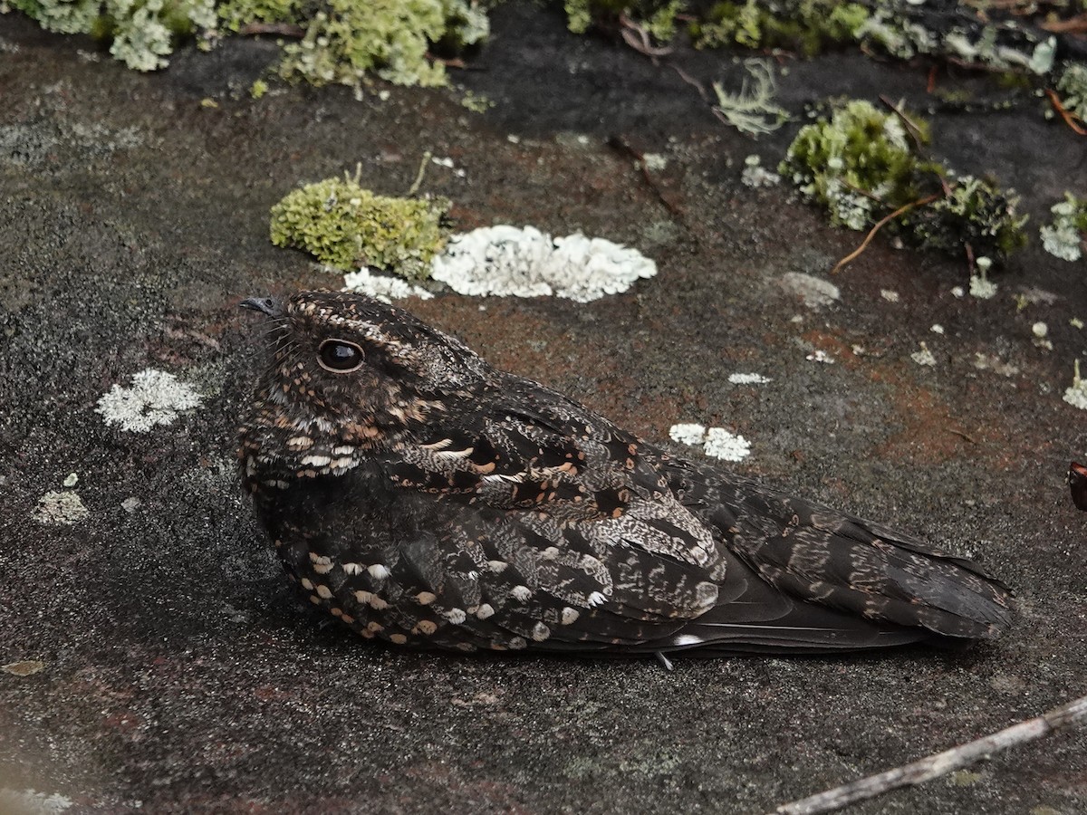 Blackish Nightjar - ML636927713
