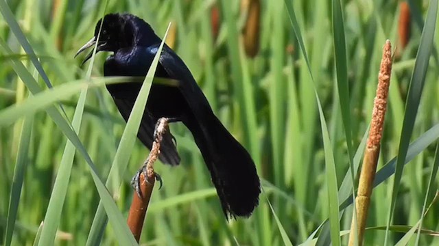Boat-tailed Grackle - ML636927778