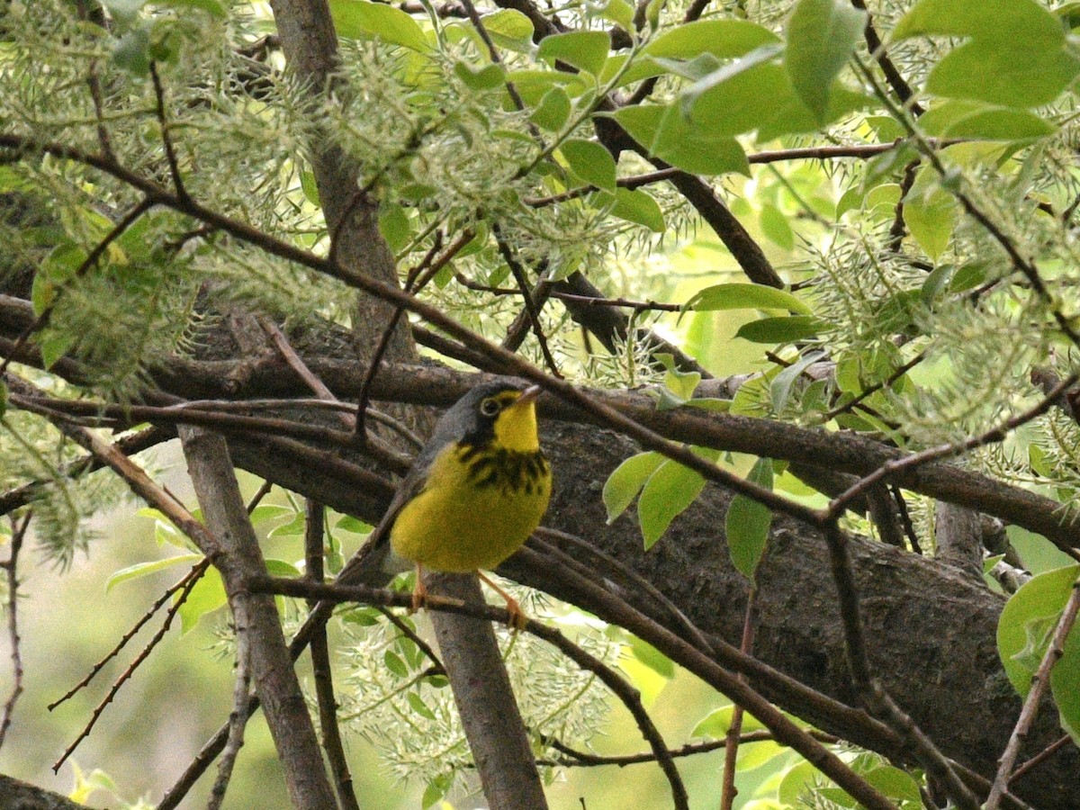 Canada Warbler - ML636927788