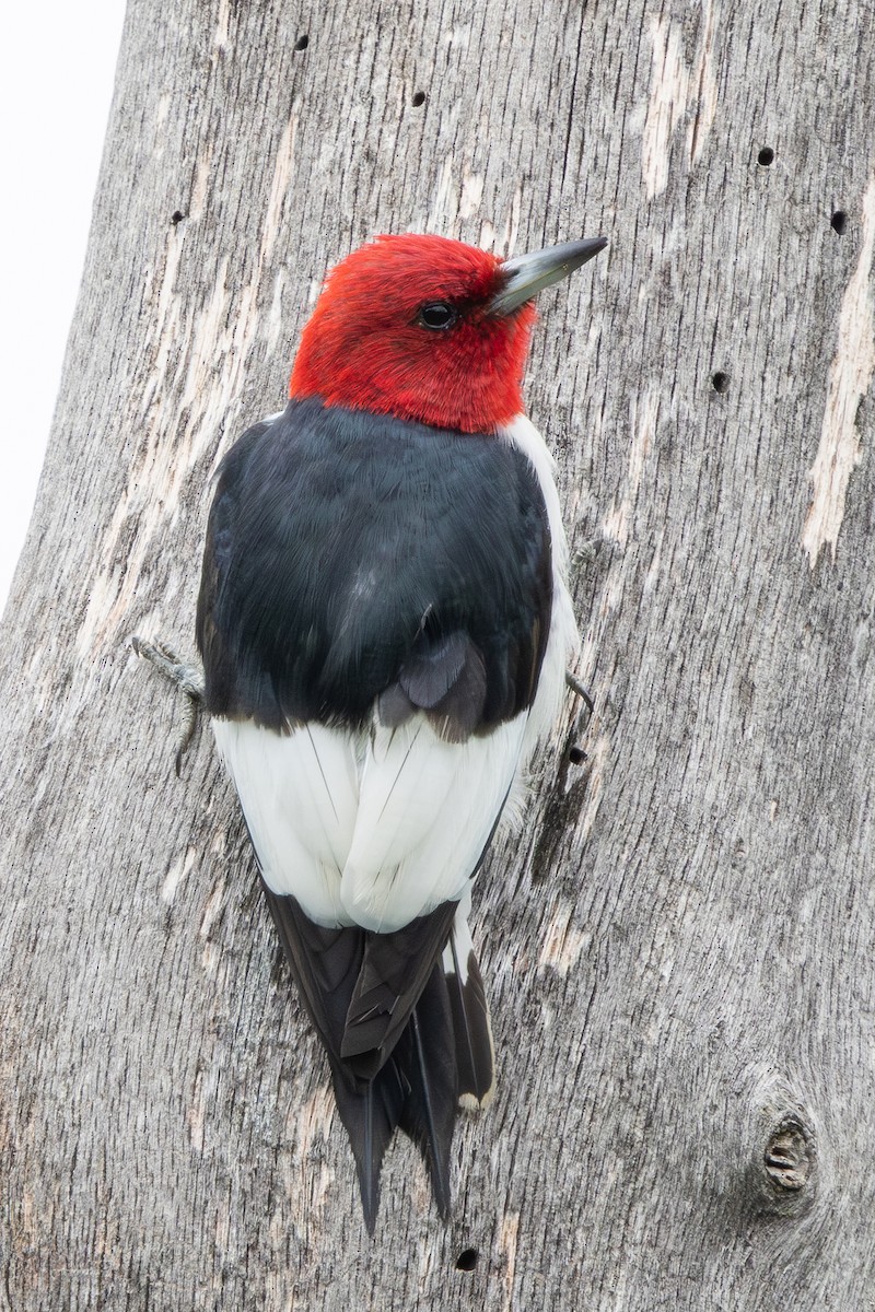 Red-headed Woodpecker - ML636927924