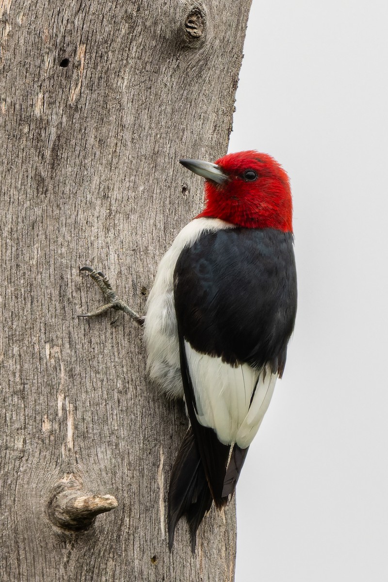Red-headed Woodpecker - ML636927925