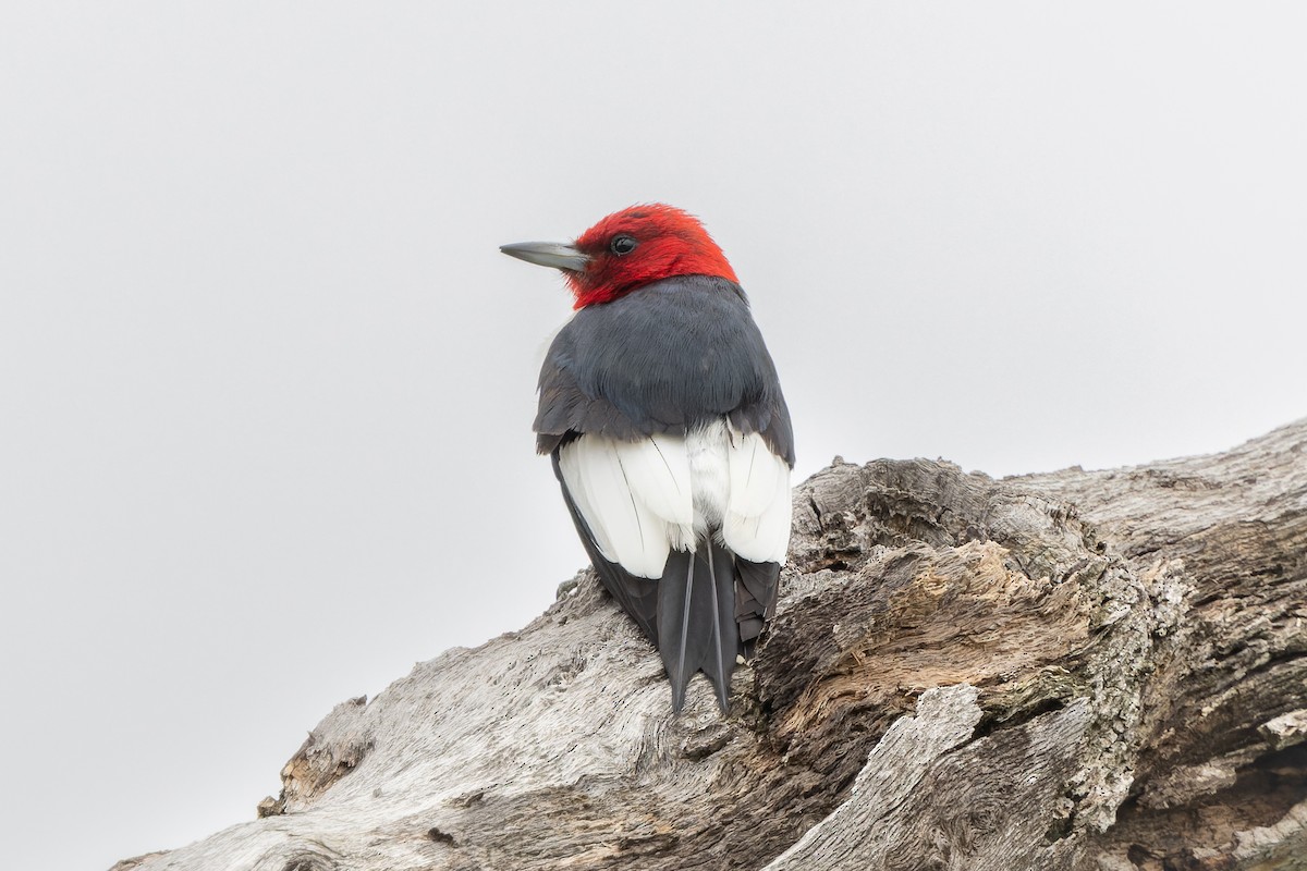 Red-headed Woodpecker - ML636927926