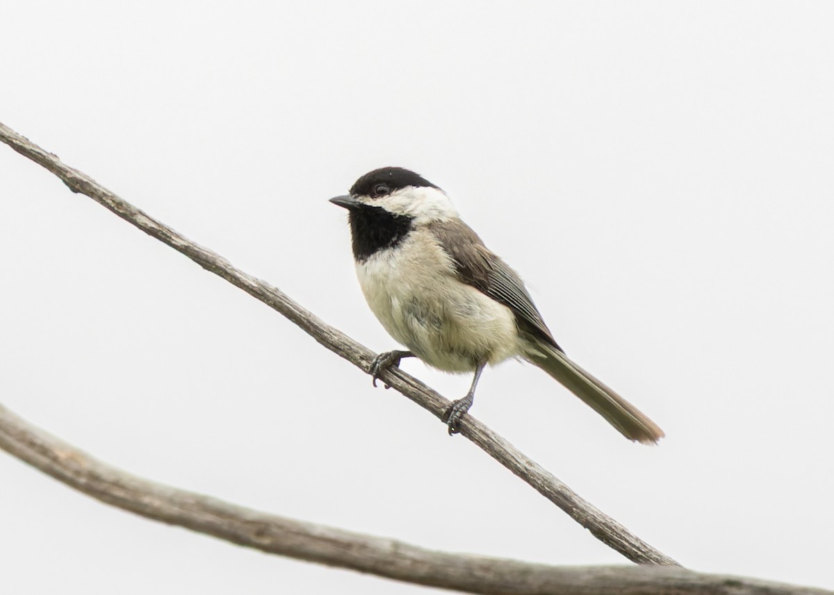 Mésange de Caroline - ML636927958