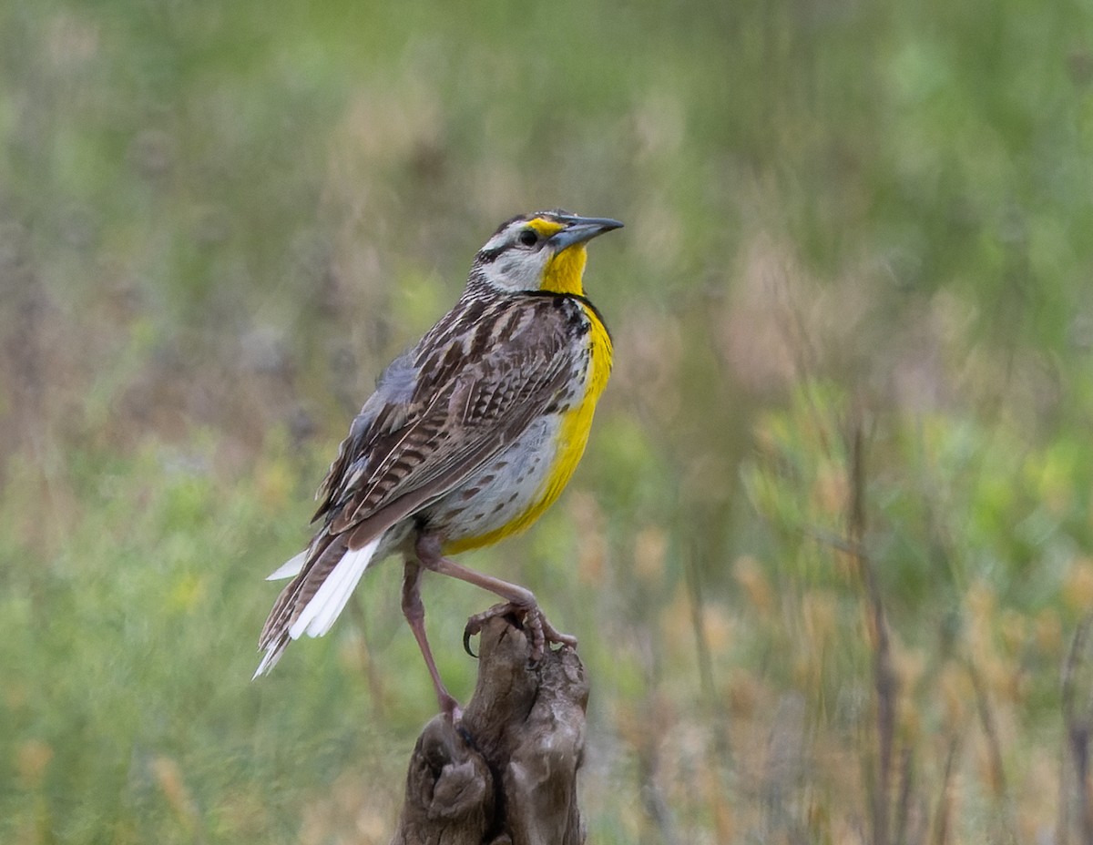 Eastern Meadowlark - ML636927965