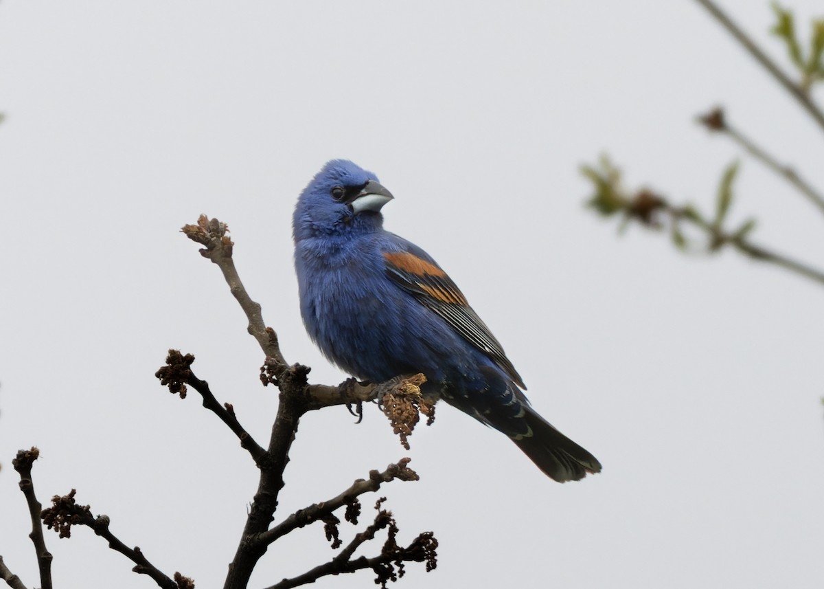 Guiraca bleu - ML636927982