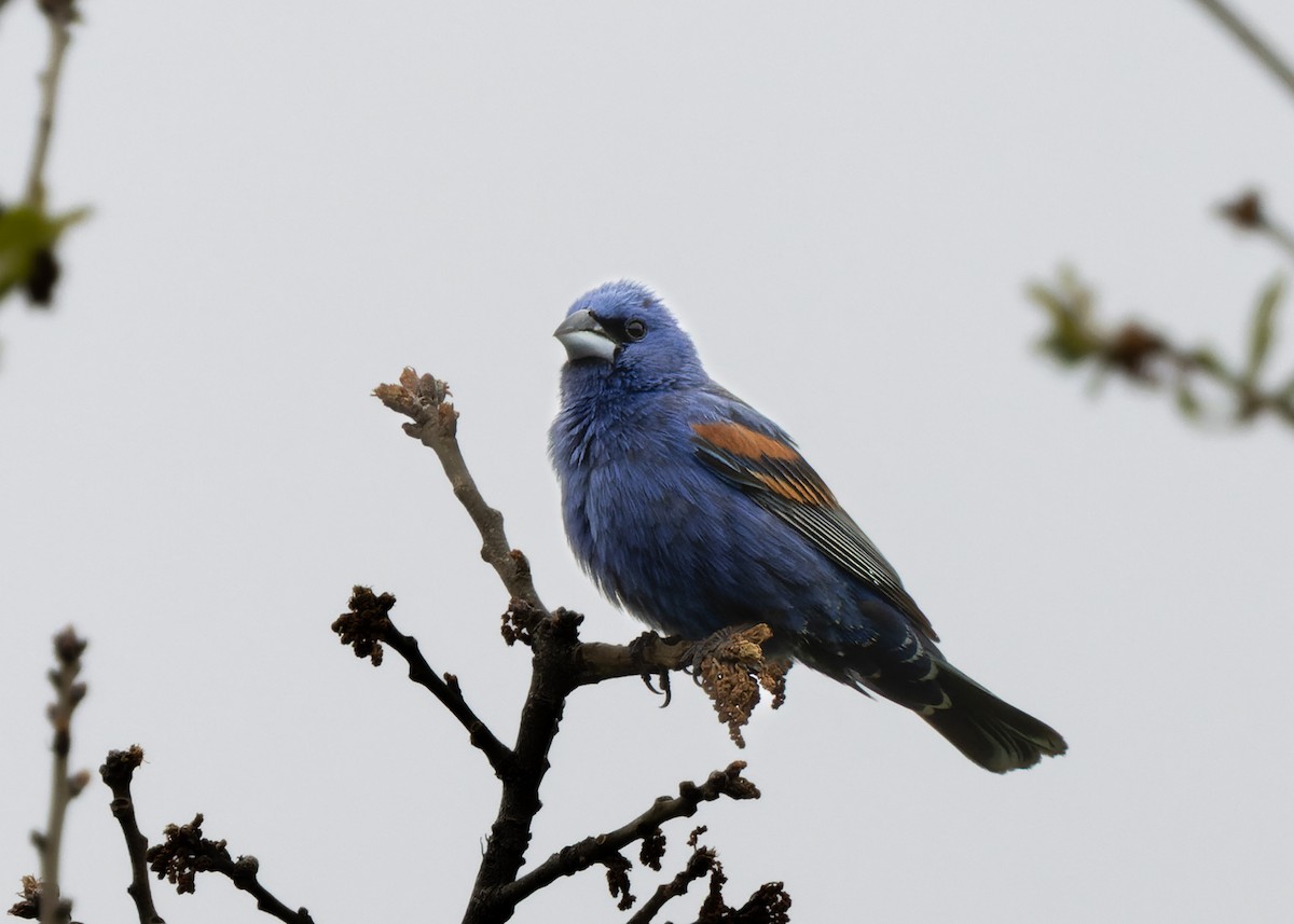 Guiraca bleu - ML636927983