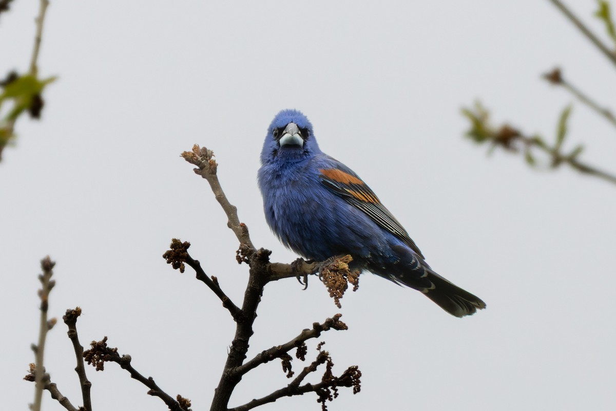 Guiraca bleu - ML636927984