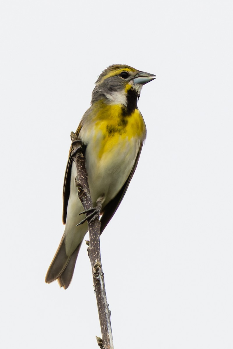 Dickcissel d'Amérique - ML636927994